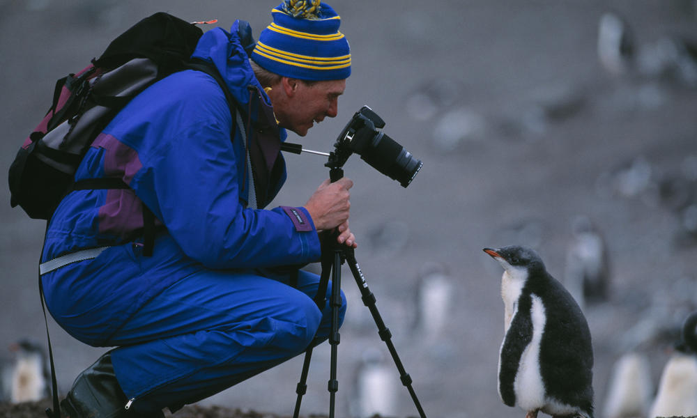 Gento Penguin and Ecotourist