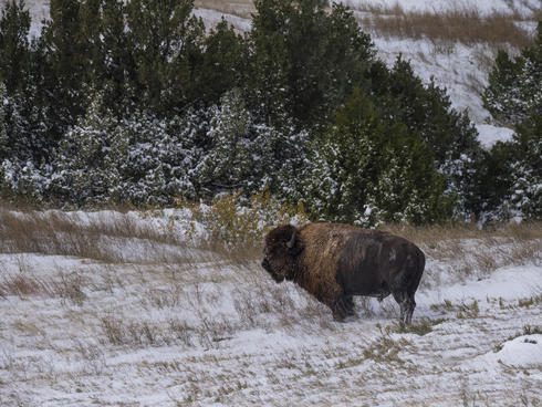 Single bison in the snow