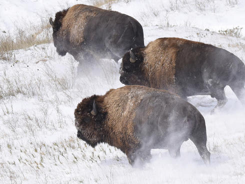 bison release