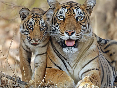 Bengal tiger and cub