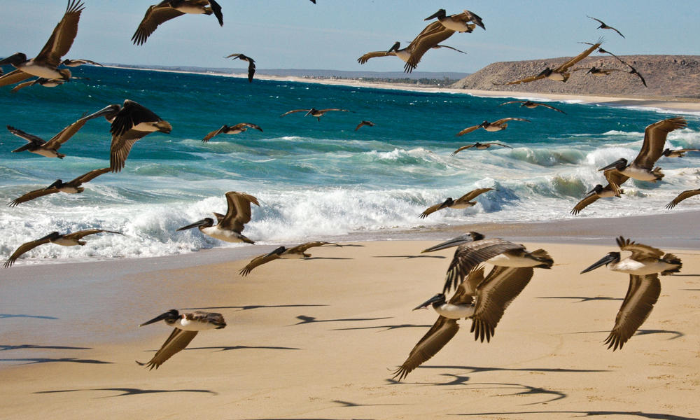 SEA OF CORTEZ