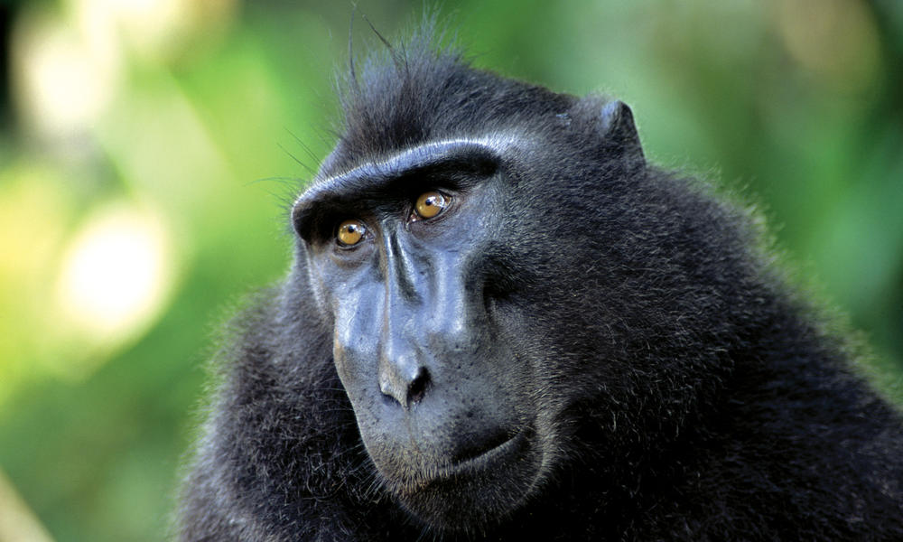 Crested Black Macaque