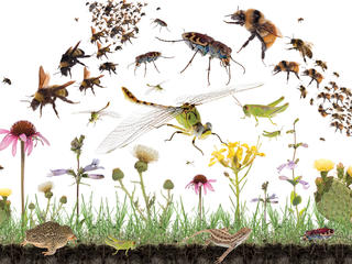 Prairie plants and insects