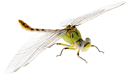 Jade clubtail dragonfly