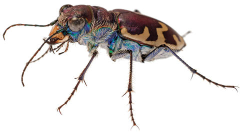 Big sand tiger beetle