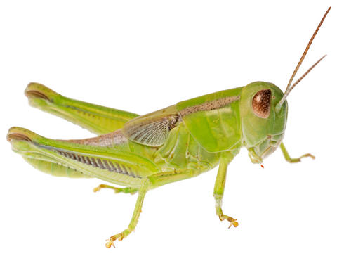 Two-striped grasshopper