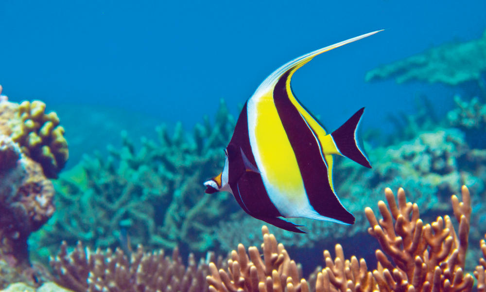 best-of-indonesia-angel-fish-travel-8-15-2012-photos-wwf