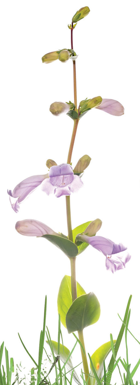 Large-flowered beardtongue