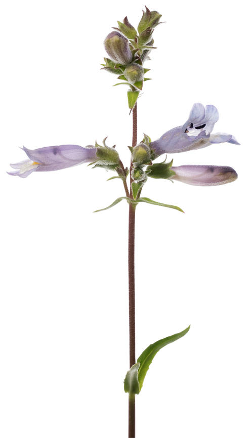 Beardtongue