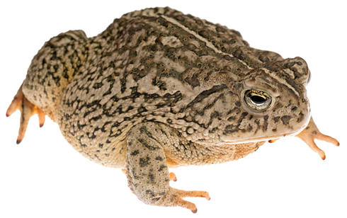 Woodhouse's toad