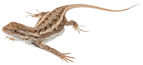 Prairie fence lizard