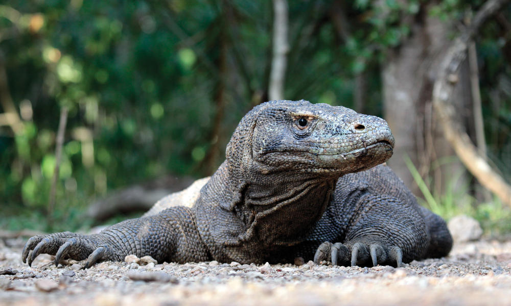 Best_Of_Indonesia_Part_1_Komodo_Drage_Travel_8.15.2012 | Photos | WWF