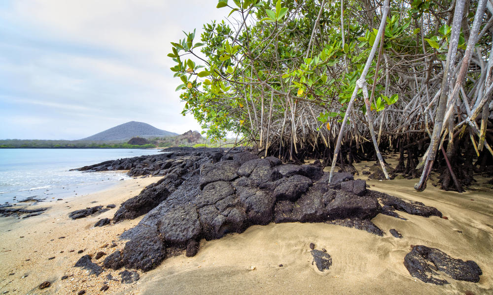 oves on Baronesa Bay, Floreana Island, Galapagos, Ecuador