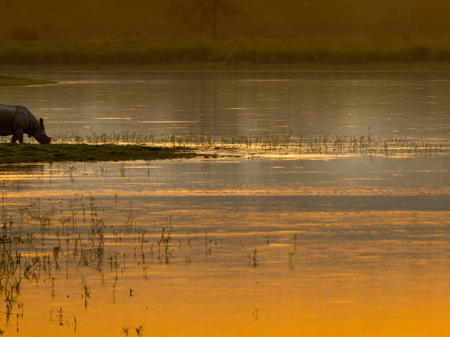 An Asian rhino (Rhinoceros unicornis) drinks by the waters edge at sunset. Kaziranga National Park, India.