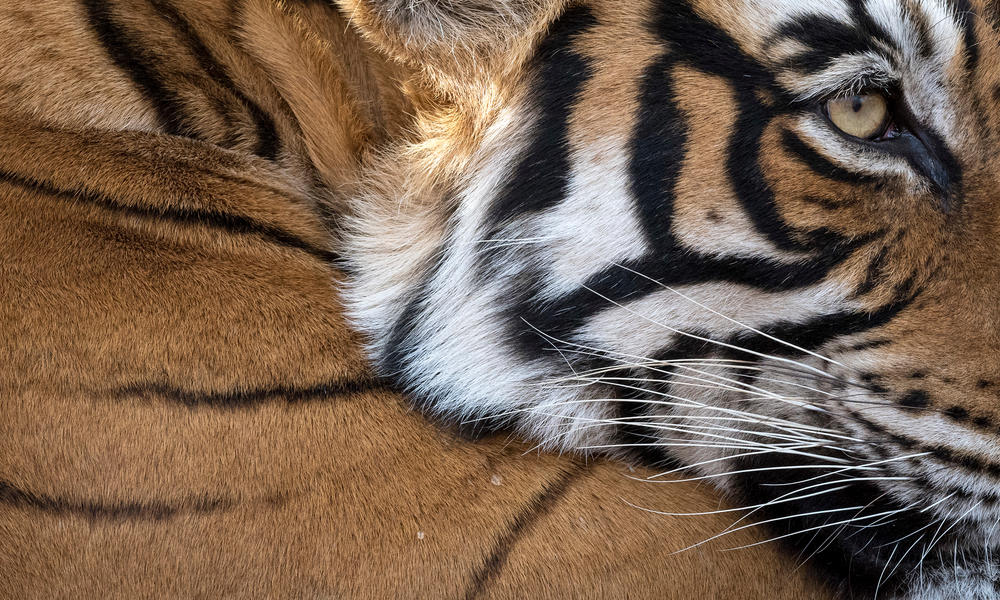 Primer plano de la cara de tigre