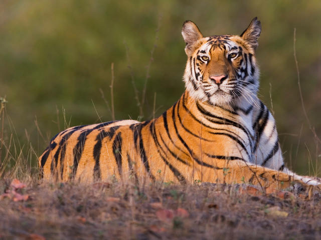 Tiger Species Wwf