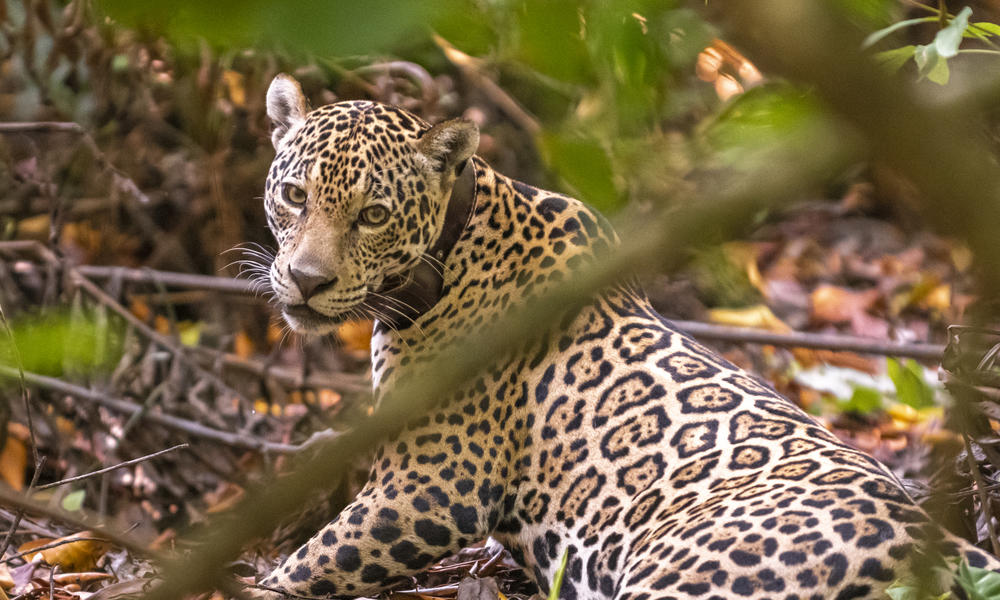 ON THE EDGE OF EXTINCTION - C - THE JAGUAR (Panthera onca)