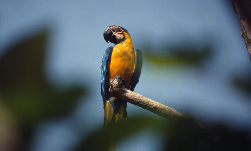 Macaw