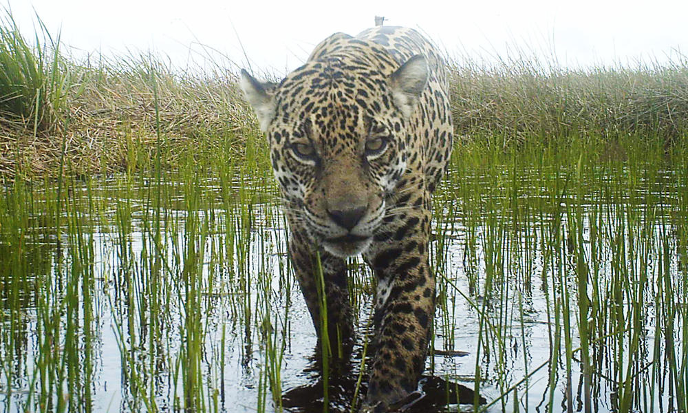 Jaguar Historias Descubre WWF