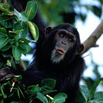 Chimpanzee