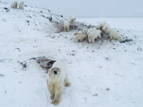 WWF-Russia