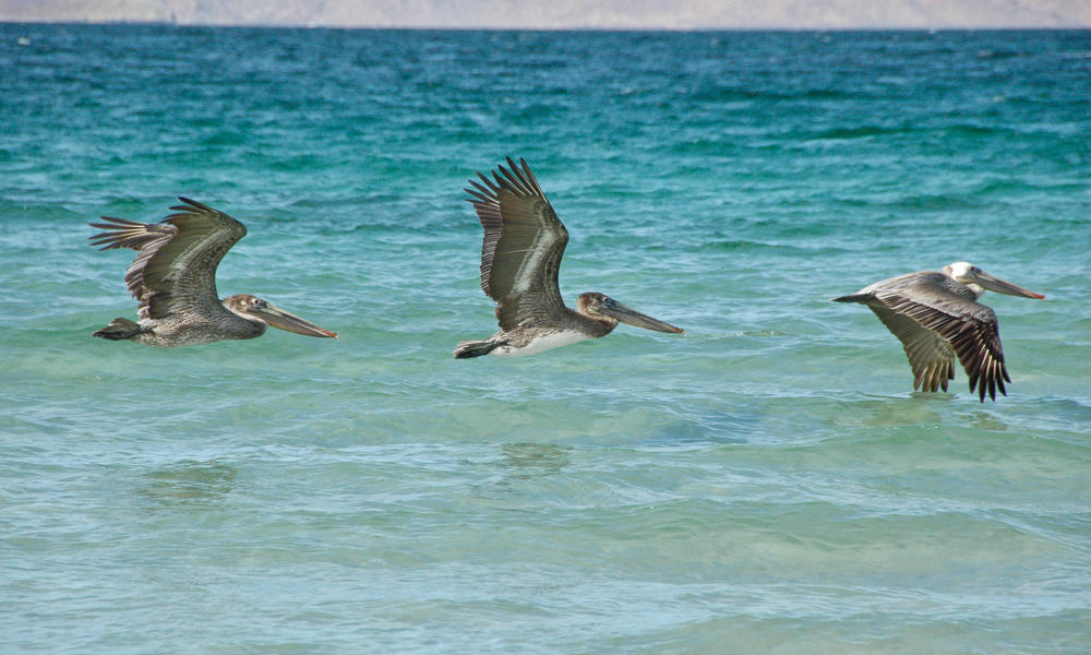 PELICAN TRIO