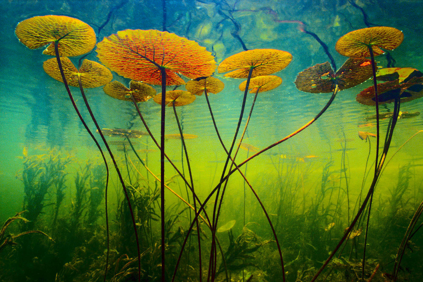 Water lilies in the Okavango Delta