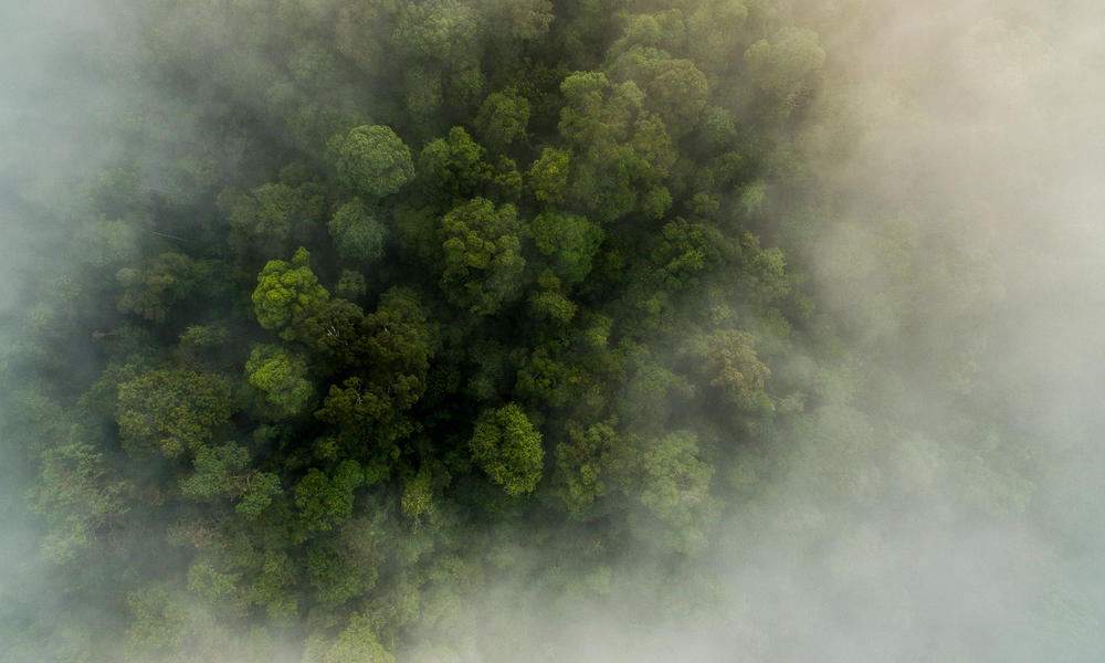 The Bukit Tigapuluh, or “Thirty Hills,” landscape is one of the last great stands of rain forest in the deforestation hotspot that is the Indonesian island of Sumatra