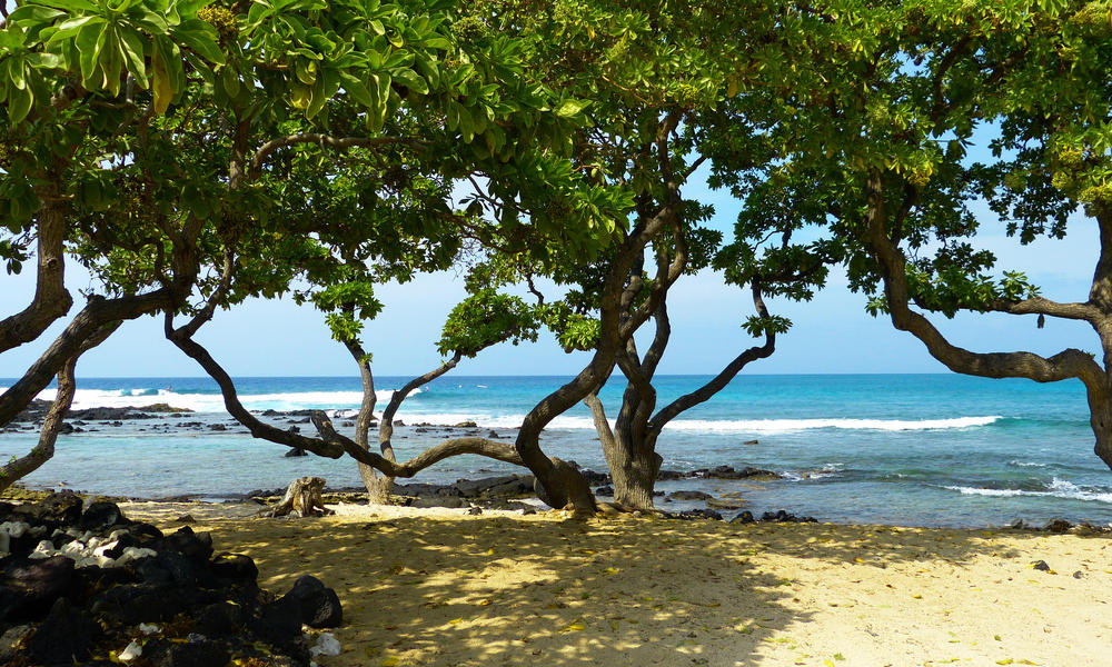 MANGROVE TREES