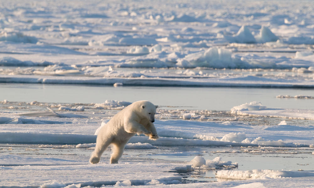 Land Of The Ice Bears Bear Jumping Travel 8.15.2012 