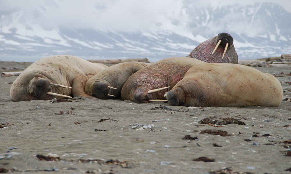 WALRUSES