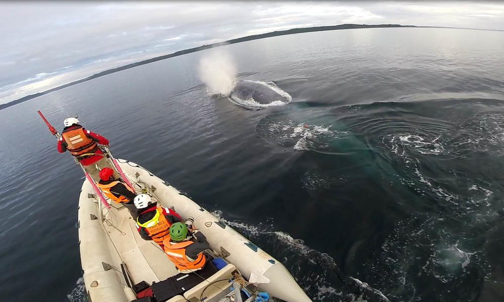 Blue whale (Balaenoptera musculus) surfacing in front of the WWF research team, Gulf of Corcovado, South America.