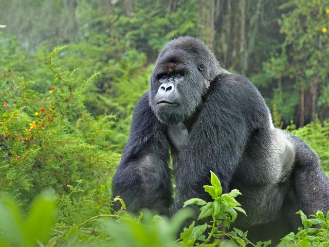 Gorilla Species Wwf