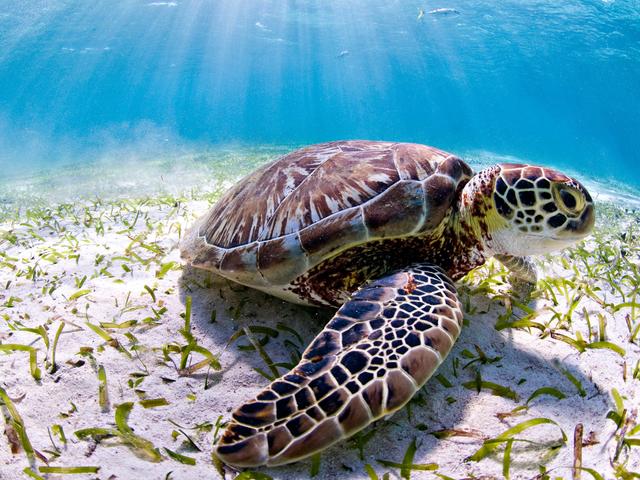 Sea Turtle | Species | WWF