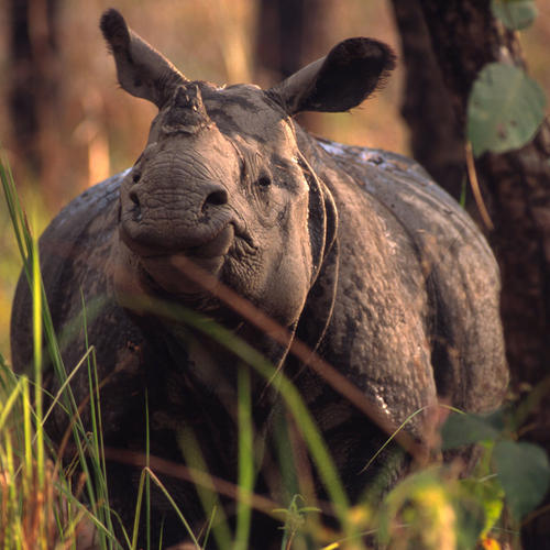 one-horned rhino in tall grass
