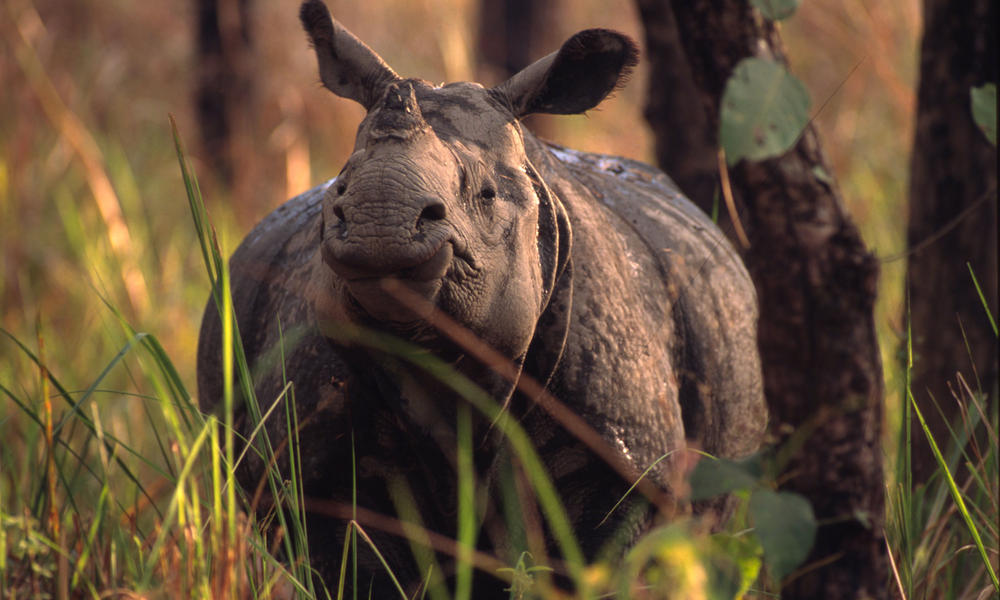 RHINO