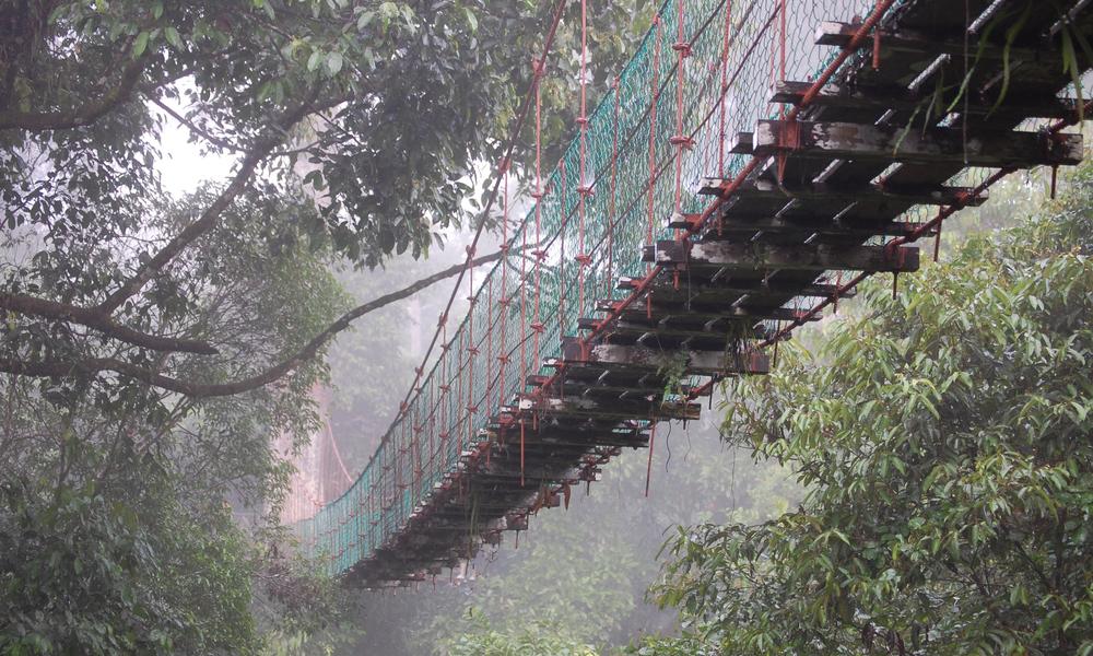 Canopy