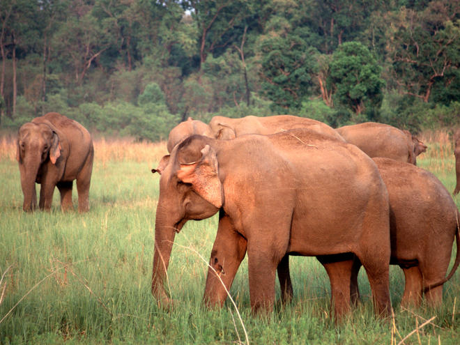 Asian Elephant | Species | WWF