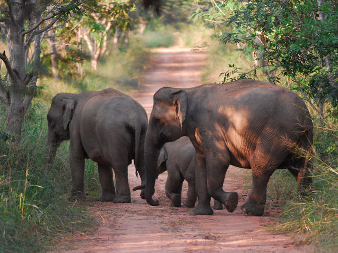 Asian Elephant | Elephant herd | Banana Plants

