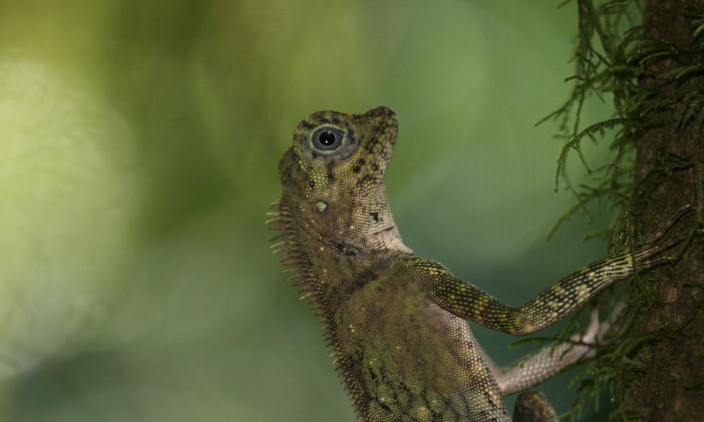 lizard