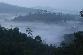 Mist