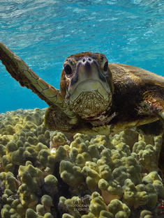 Green sea turtle (Chelonia mydas) swimming, Kona, Hawaii, United States