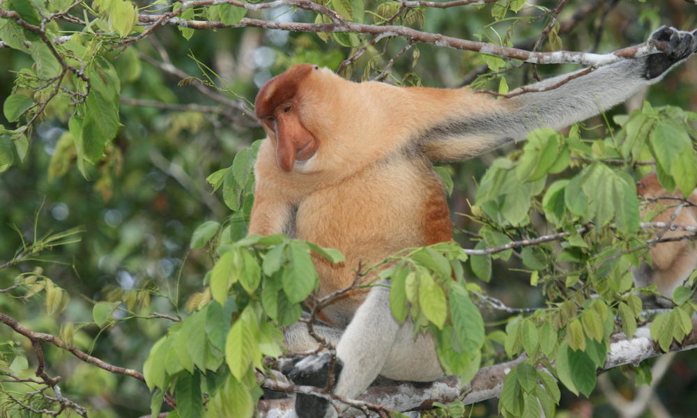 proboscis