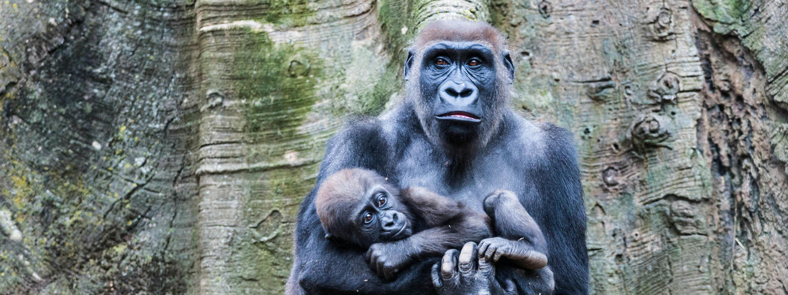 Cross River Gorilla