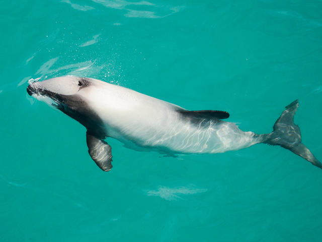 Hector's Dolphin | Species | WWF