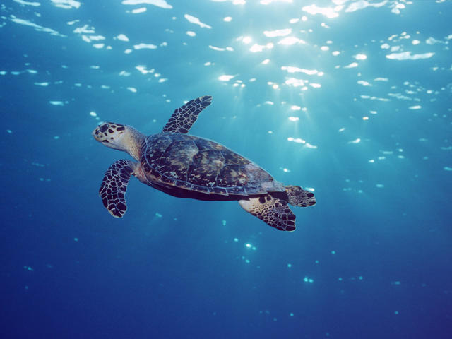 Hawksbill Turtle Sea Turtles Species Wwf