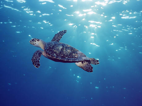 Hawksbill turtle swimming in Grand Cayman