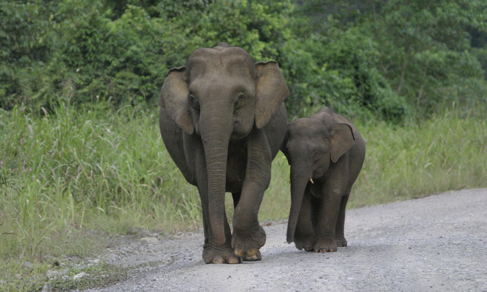Two Bornean elephants, one adult and calf, walk together down a gravel road.