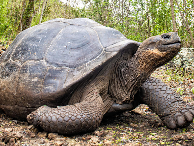 Giant Tortoise Species Wwf,Twin Mattress Size Inches