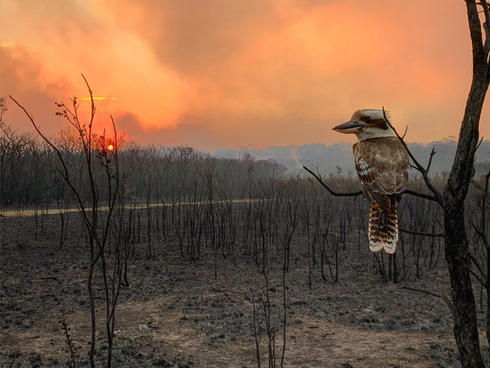 Kookaburra after bushfires passed Australia